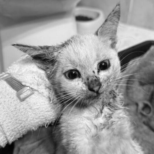 Aniutka-byla_z_nami-768x574