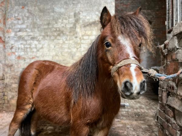 Guziczek-1-1536x1152