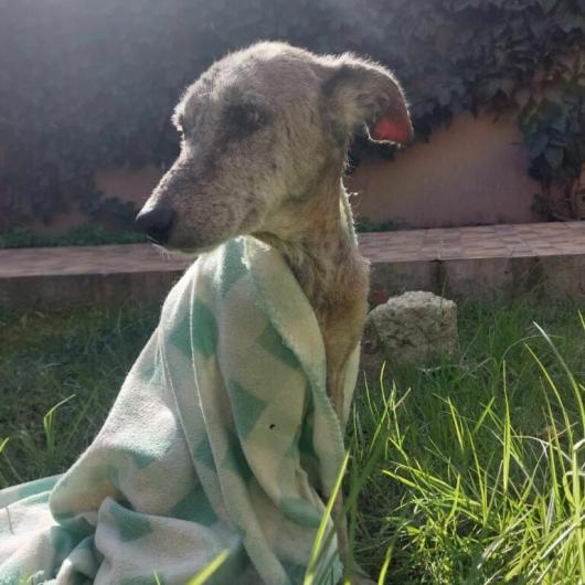 Amira-pomoglismy-768x1364