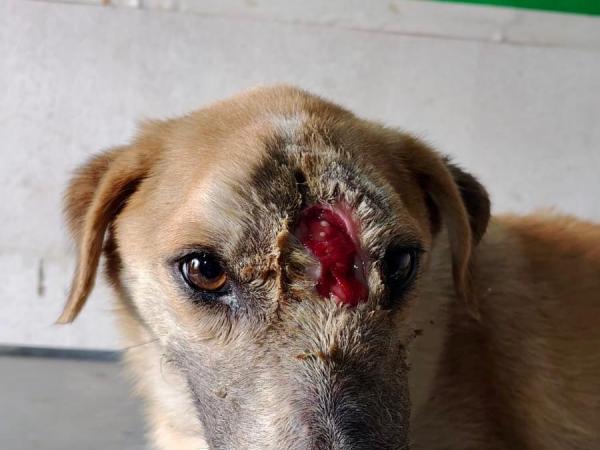 balu (21)