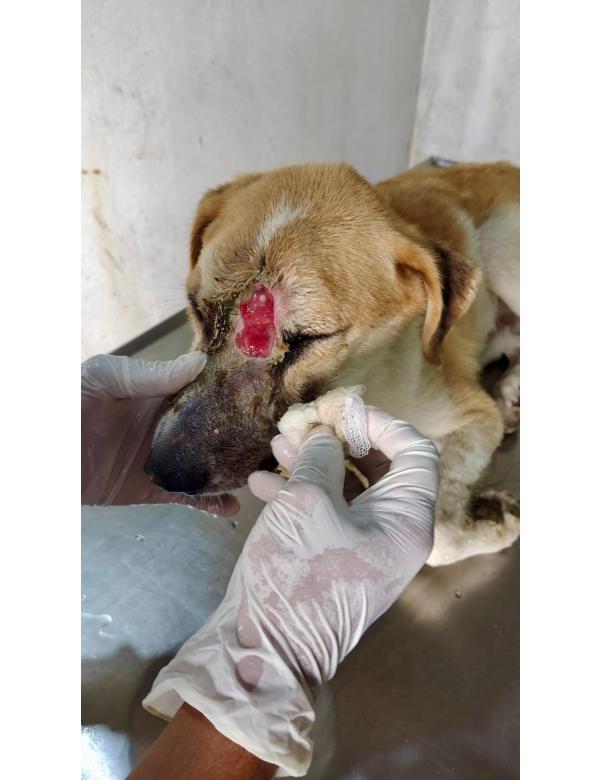 balu (19)