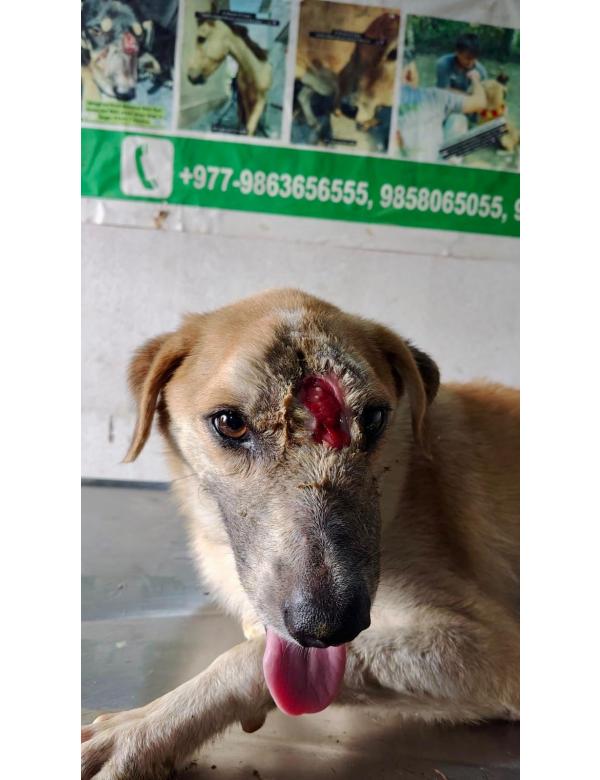 balu (21)