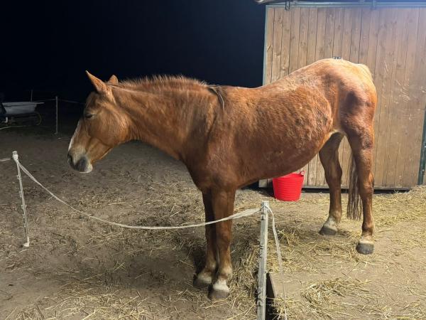 Rewia-14