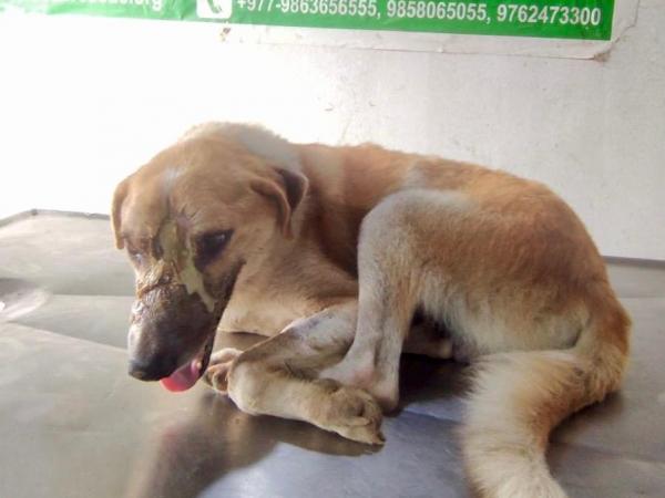 balu (13)