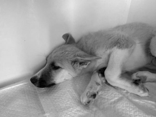 Runa (8)