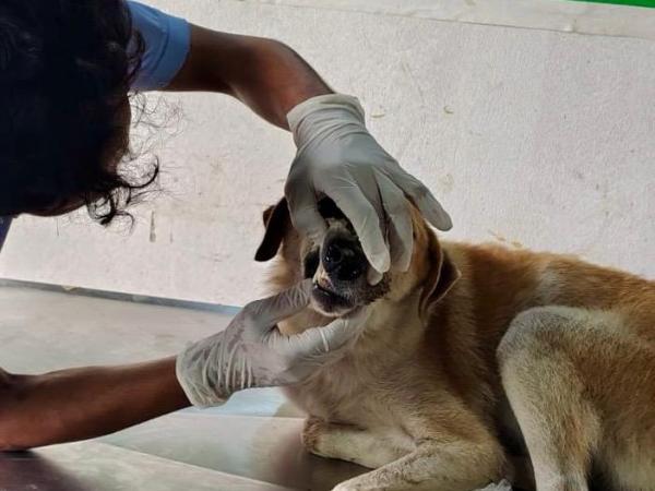 balu (16)