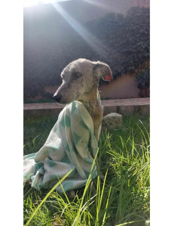 Amira-pomoglismy-768x1364