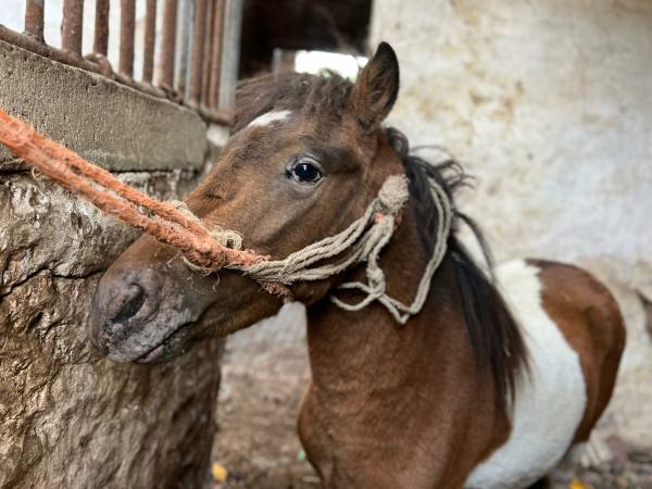 sopelek_chyba_main-scaled