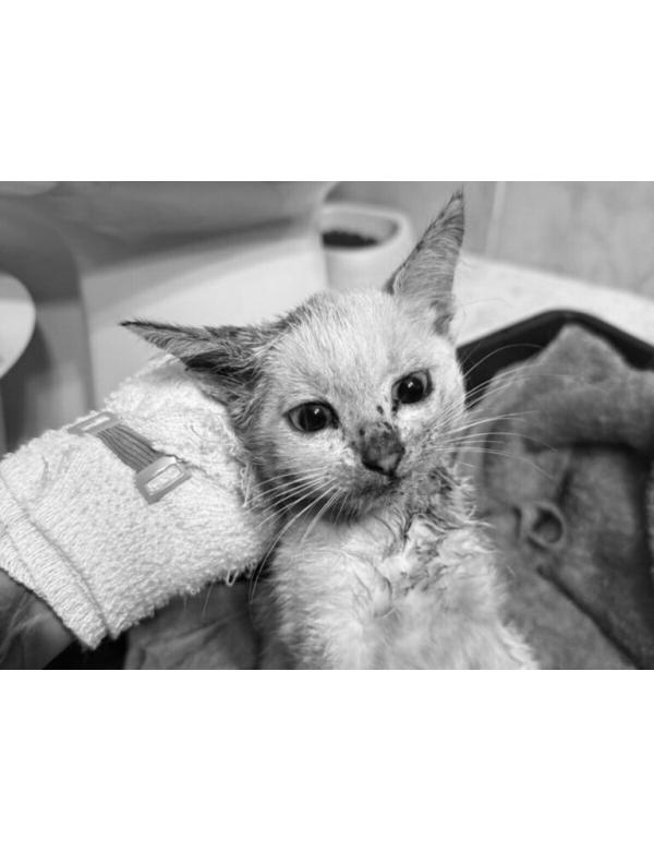 Aniutka-byla_z_nami-768x574