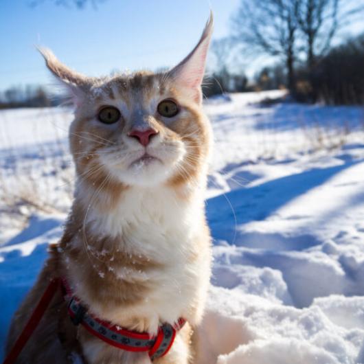 AdobeStock_441043348-768x576