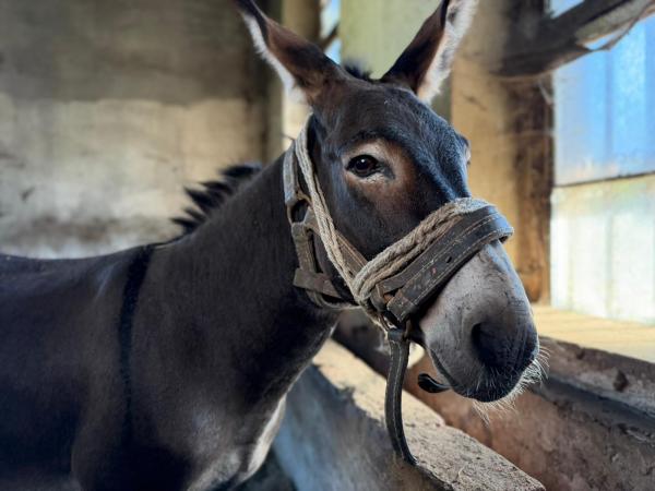 jogurt (7)