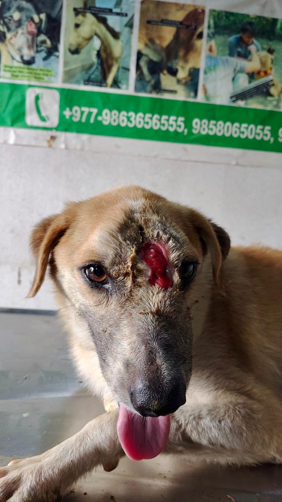 Balu-2.jpeg