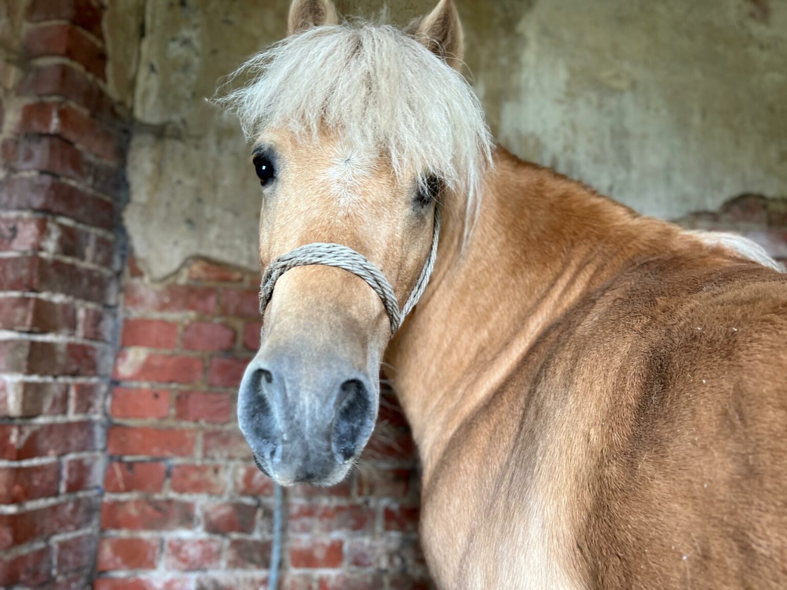 Dudus-9-1536x1152.jpeg