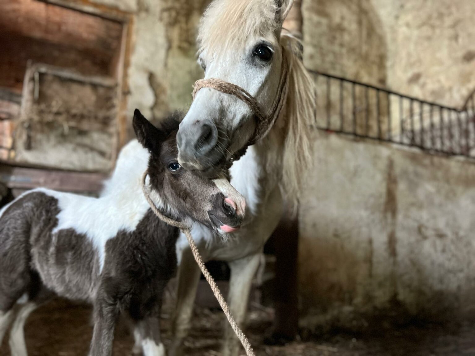 Mulinka_i_mama-3-1536x1152.jpeg